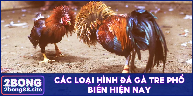 Các loại hình chọi gà tre phổ biến nhất
