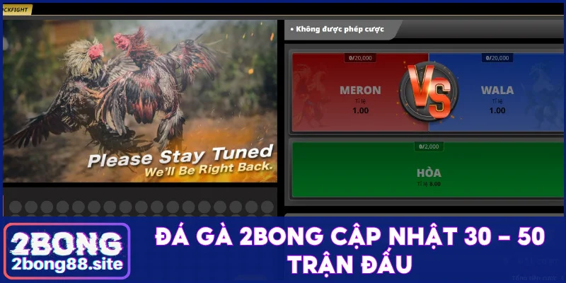 Đá gà 2Bong cập nhật 50 trận đấu mỗi ngày