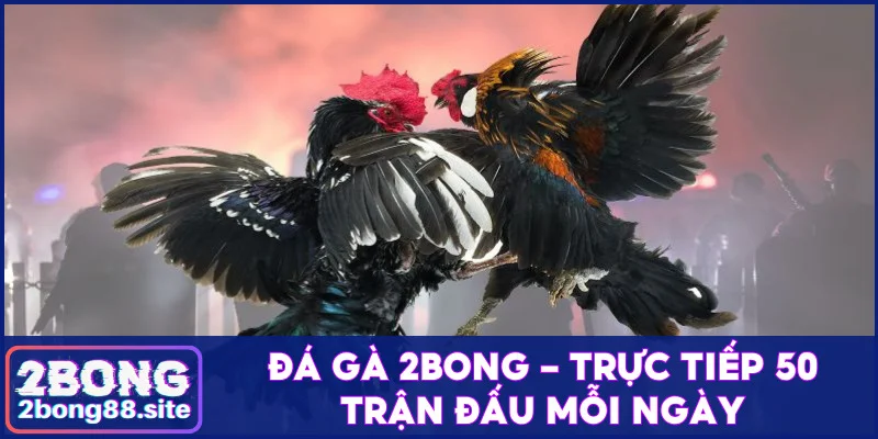 Giải trí đá gà 2Bong - Trực tiếp 50 trận đấu mỗi ngày 1 Đá gà 2Bong