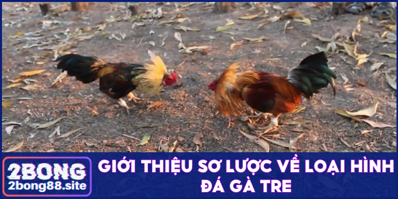 Sơ lược về loại hình đá gà tre đặc sắc