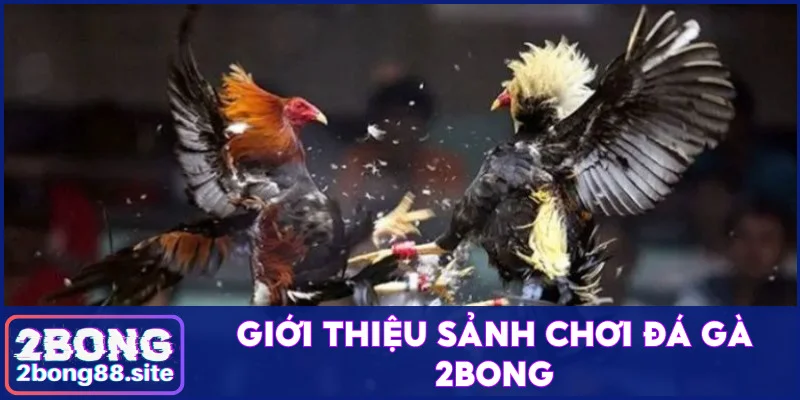 Thông tin về sảnh đá gà của nền tảng giải trí