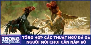 Thuật ngữ đá gà