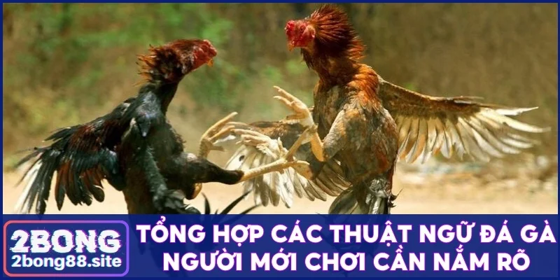 Thuật ngữ đá gà