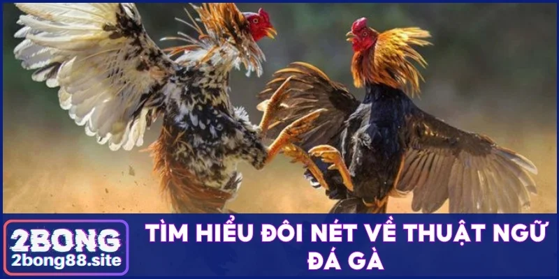 Tìm hiểu đôi nét về thuật ngữ đá gà