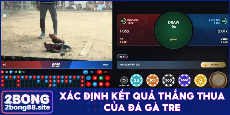 Xác định kết quả của các trận chọi gà tre